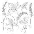 Monochrome Dolichos Flowers and Leaves Set