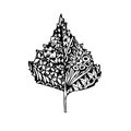 Monochrome doodle birch leaf for coloring book, antistress Royalty Free Stock Photo