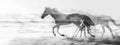 Monochrome, double exposure of wild horses in a captivating blur of motion.