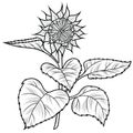 Monochrome drawing, Closed sunflower flower, bud with leaves, with fine texture