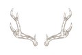 Monochrome drawing of deer, stag or hart antlers isolated on white background. Part of forest animal`s body. Elegant