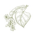 Monochrome drawing of linden leaves and beautiful blooming flowers or inflorescence. Medicinal plant hand drawn with