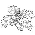 Monochrome illustration on a white background, a branch of an oak tree with leaves and acorns Royalty Free Stock Photo