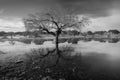 Monochrome of the dry trees in a lake under the clouds in the Dehesa Cultural De Arroyo De La Luz Royalty Free Stock Photo