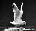 Monochrome Elegance: Black-Headed Gull on Pond