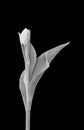 Monochrome elegant single isolated tulip, vintage painting style macro on black background