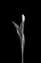 Monochrome elegant single isolated tulip in vintage painting style