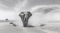 monochrome elephant safari in the desert