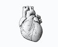 Monochrome engraving human heart illustration