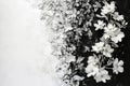 Monochrome floral arrangement on half the frame with blank space for copy Royalty Free Stock Photo