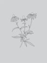 Monochrome Floral Rudbeckia Flower on Grey Background