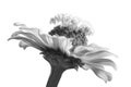 Monochrome flower closeup Royalty Free Stock Photo