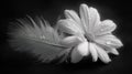 Monochrome Flower and Feather Close Up Royalty Free Stock Photo