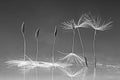 Monochrome fluffy dandelion seeds Royalty Free Stock Photo