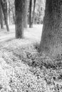 Monochrome forest and lush undergrowth