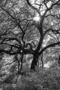 A Monochrome forest portrait with sunlight beams through the branchs of a large Oak Tree Royalty Free Stock Photo