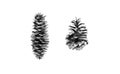 Pine and fir cones. Monochrome forest tree cone set. Watercolour illustration on white background. Royalty Free Stock Photo