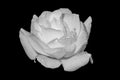 Monochrome fresh white rose macro with rain drops on black background Royalty Free Stock Photo