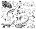 Monochrome Hand drawn Arctic animals collection Royalty Free Stock Photo