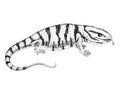 Monochrome hand drawn desert varanus griseus.