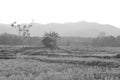 Monochrome of harvested rice fields with mountains behind Royalty Free Stock Photo