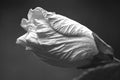 Monochrome Hibiscus Bud 15286 Royalty Free Stock Photo