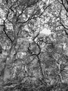 Monochrome high contrast image of dense forest with ferns grass and tall trees in summer sunlight