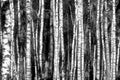 Monochrome high contrast image of thin birch trunks standing close together
