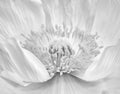 Monochrome high key macro of the inner of a poppy blossom with detailed texture