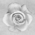 Monochrome high key rose macro on textured paper background