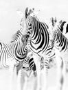 Monochrome high key zebra group,South African National Park - animal close-up with blurred background