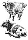 Monochrome illustration with cow and goat. Royalty Free Stock Photo