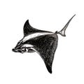 Monochrome illustration of a graceful manta ray in motion