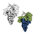 Monochrome Illustration grape bunches and leaves isolated on white background. Colored blue grapes Royalty Free Stock Photo