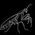 A monochrome illustration of a mantis featuring elongated legs and antennae.