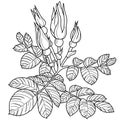 Monochrome illustration. Rose branch, rosehip with buds and veined leaves, single-line drawing, linear style