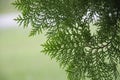 Beautiful green leaves and branches of Orientali Arborvitae