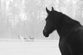 Monochrome image of beautiful horse with white blaze looking to the other horses Royalty Free Stock Photo