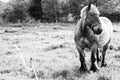 Belgian draft horse in a meadow Royalty Free Stock Photo