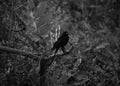 A monochrome image of a bird, possibly a Black Drongo (*Dicrurus macrocercus*), perched on a tree branch. Royalty Free Stock Photo