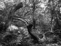 monochrome image of a broken fallen twisted tree in a summer woodland landscape surrounded by ferns