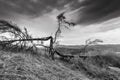 Monochrome image of a cleaved , broken pine tree on the top of the mountain