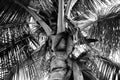 Monochrome Image of Coconut tree