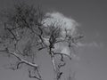 Monochrome Image of Dead or Leafless Tree and Cloud Royalty Free Stock Photo