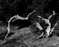 A monochrome image of a dead tree arched over a track