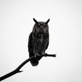 Owl has prominent ear tufts, a speckled pattern on its feath Royalty Free Stock Photo