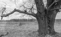 Monochrome image. Gloomy ancient oak-tree in early spring.