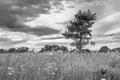 Monochrome image. Gloomy sky over the flowered Bogolyubovo meadow, Vladimir region, Russia.