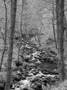 Monochrome image of a hillside stream running through mossy rocks and boulders with overhanging forest trees in dense woodland