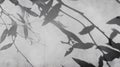 Monochrome Image Of Leaf Shadows On Textured Surface Creating Contrast Royalty Free Stock Photo